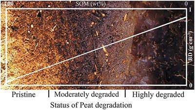 Hydraulic Functions of Peat Soils and Ecosystem Service